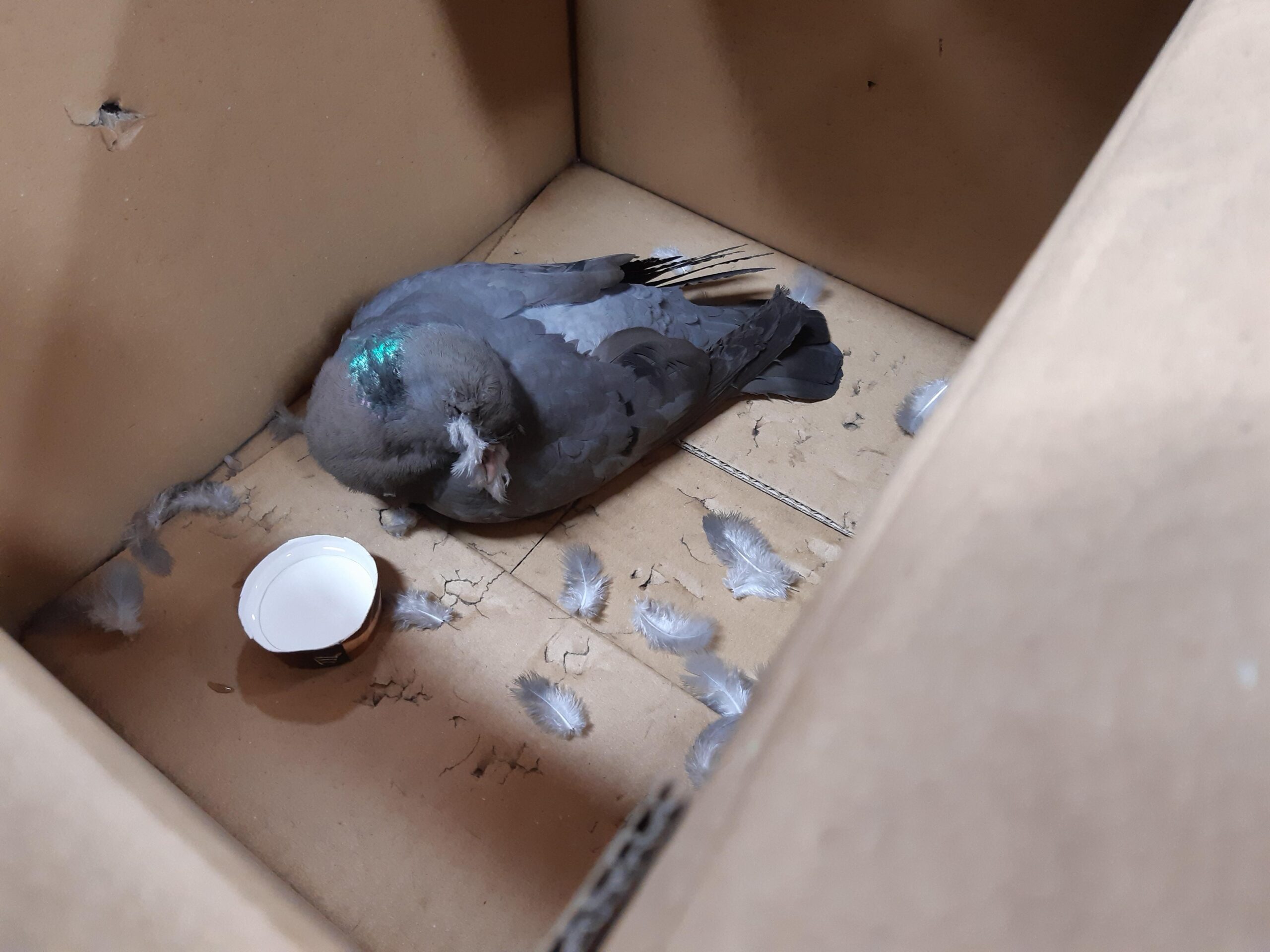 Corimpex the Pigeon - fundraising for the RSPCA